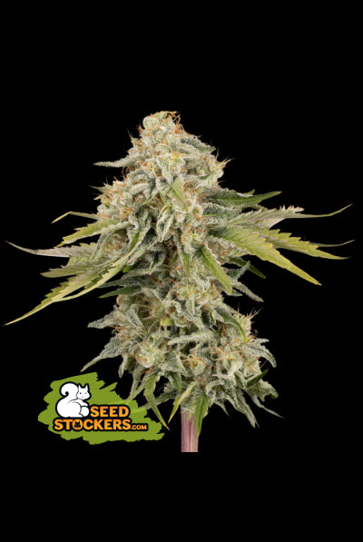 Seed Stockers Seeds - Black Rainbow Auto