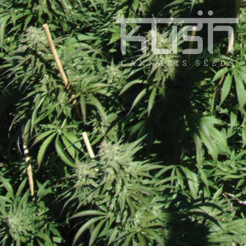 Kush Seeds - Sour Kush