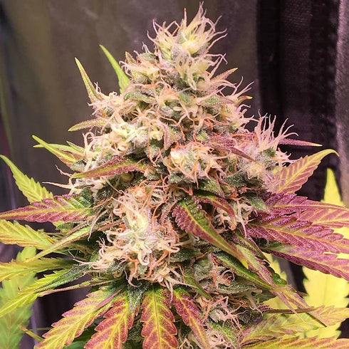 Top Shelf Elite Seeds - Auto Skush