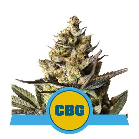 Royal Queen Seeds - Royal CBG Auto
