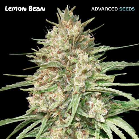 Advanced Seeds - Lemon Bean