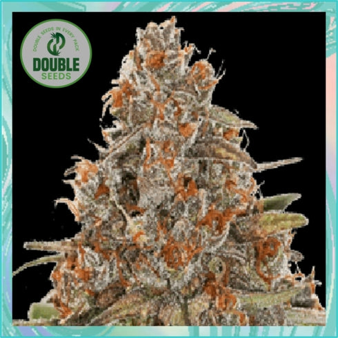 Double Seeds - Blackberry Gum Auto