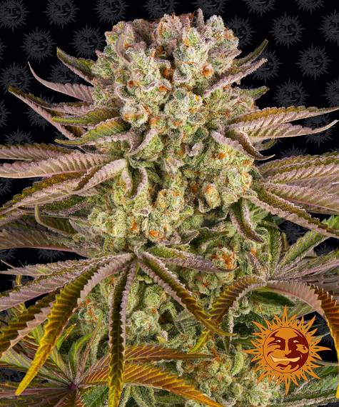 Barney's Farm Seeds - Pineapple Express