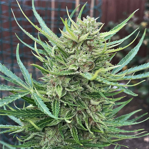 Top Shelf Elite Seeds - Lemon Biscotti