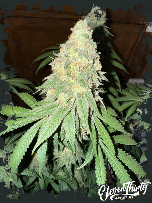 Eleven Thirty Genetics - War Headz Auto