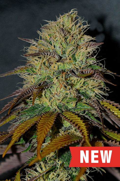 Cream of the Crop - RS11