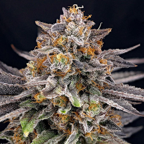 Ripper Seeds - CandyGaz