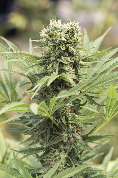 Humboldt Seeds - Dedoverde Haze