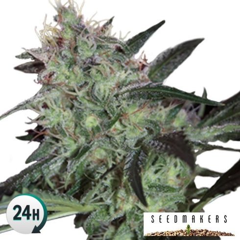 Seedmakers Seeds - Super Diesel