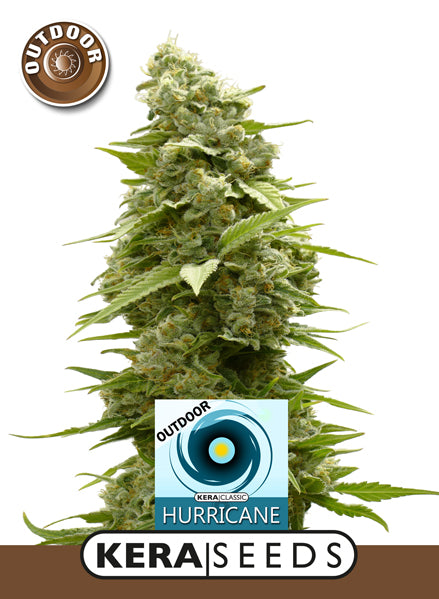 Kera Seeds - Hurricane Outdoor