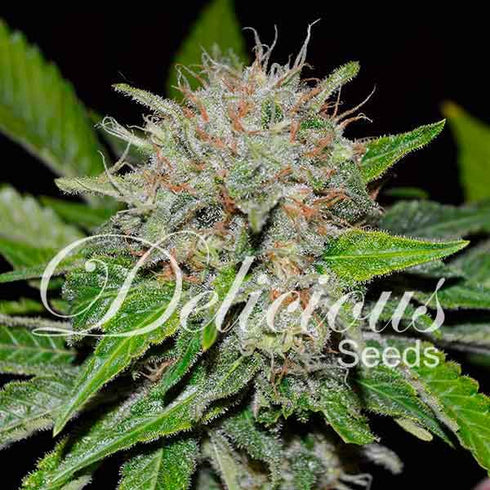Delicious Seeds - Deep Mandarine