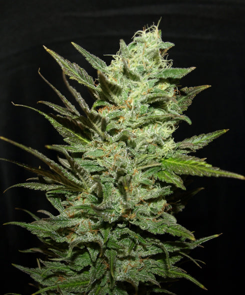 Next Generation - Grapefruit Haze