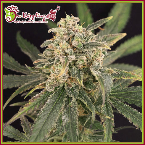 Dr Krippling Seeds - Sour Tang Kripple