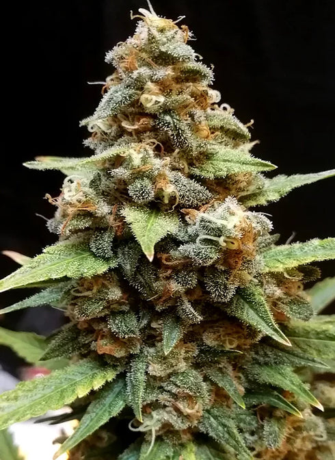Cream Of The Crop - Gorilla Lemon Fire