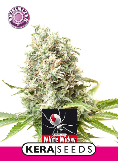 Kera Seeds - White Widow