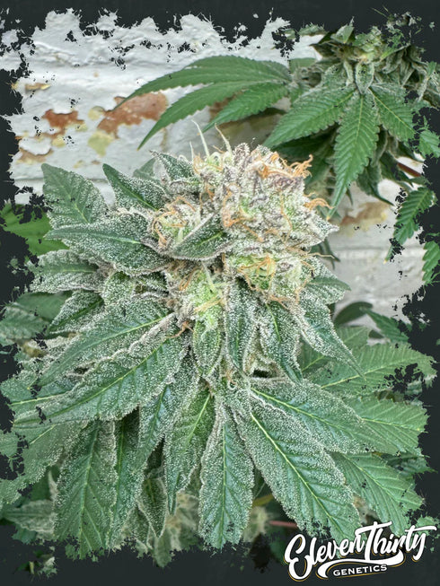 Eleven Thirty Genetics - Blue Zlushi