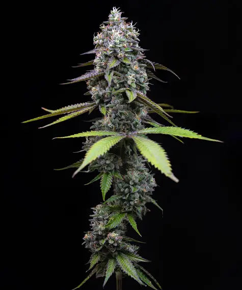 Barney's Farm Seeds - Zoap