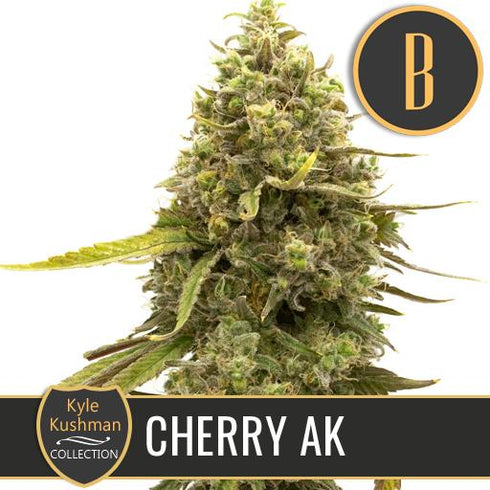Blimburn Seeds - Kyle's Cherry AK