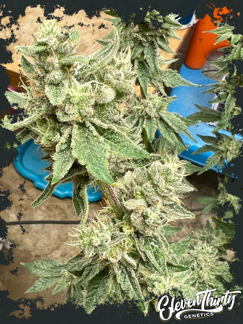 Eleven Thirty Genetics - Kerosene Cookies