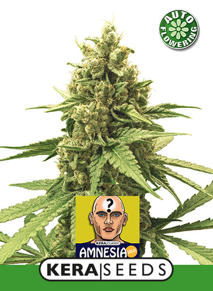 Kera Seeds - Amnesia Auto