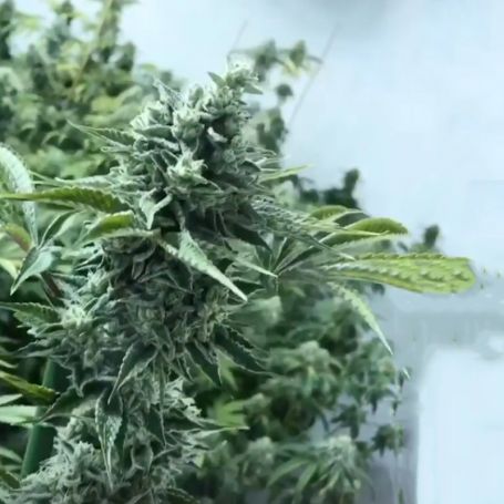 Black Farm Genetix - Lemon Miracle