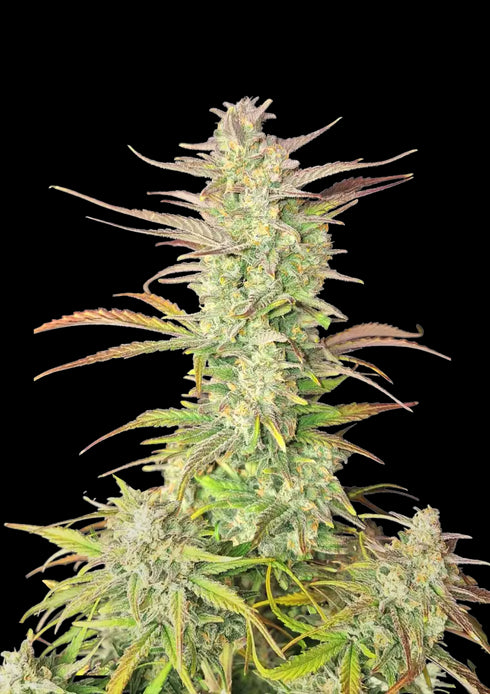 Fastbuds Seeds - Z-Up Auto