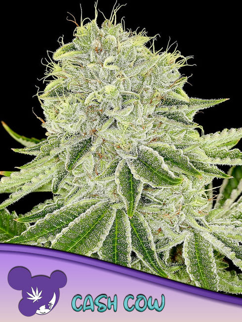 Anesia Seeds - Cash Cow