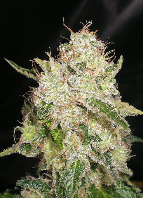 Cream Of The Crop - White Chronic