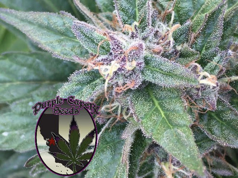 Purple Caper Seeds - Grape OG