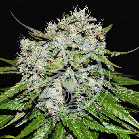 Delicious Seeds - Nevilles Rose Auto