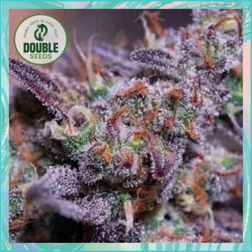 Double Seeds - Blue Kush
