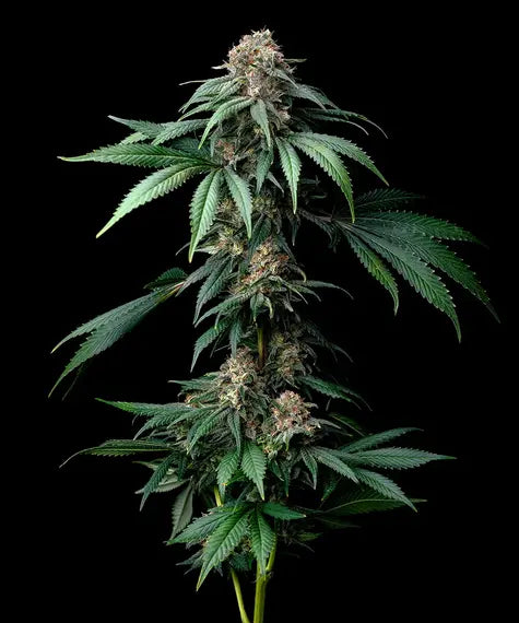 Barney's Farm Seeds - Mendo Breath