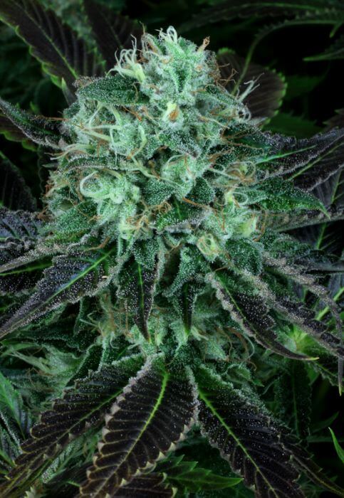 Propaganja Seeds - Dodgee Cherries