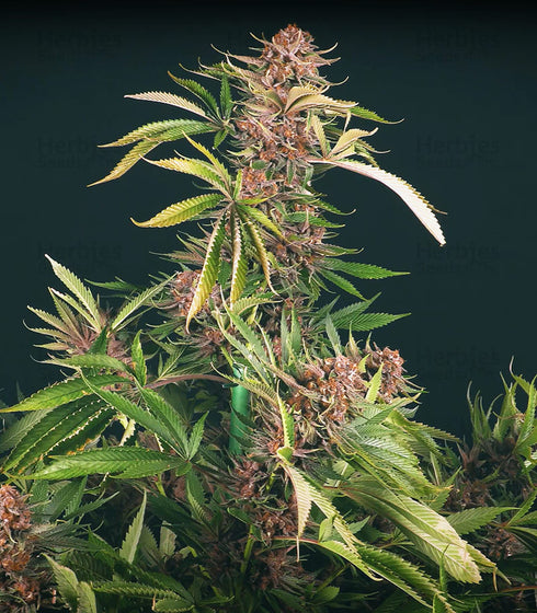 Propaganja Seeds - Strawberry Smoothie