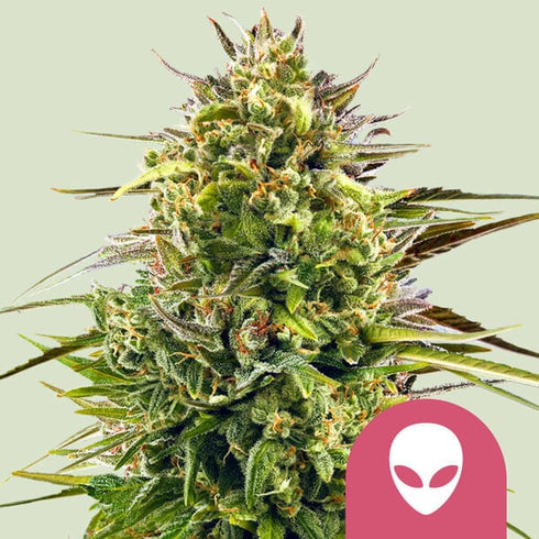 Royal Queen Seeds - Alien OG