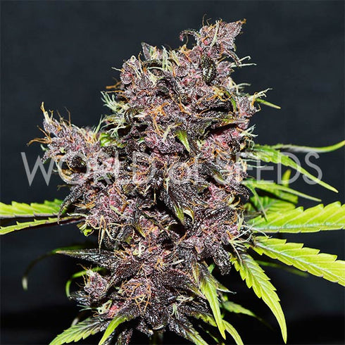 World Of Seeds - Purple Afghan Kush Ryder