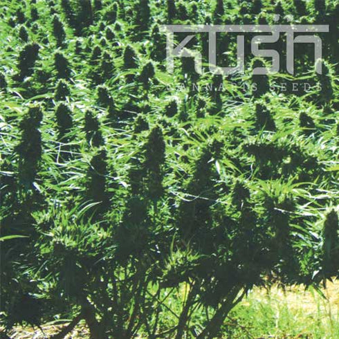 Kush Seeds - Sweet Kush