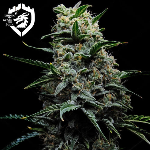 Empire Seeds - Zlushi