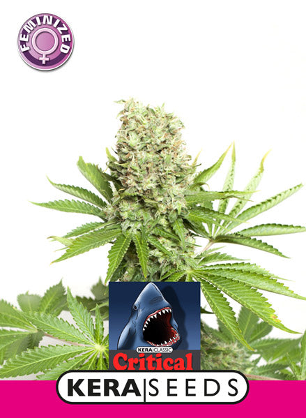 Kera Seeds - Critical