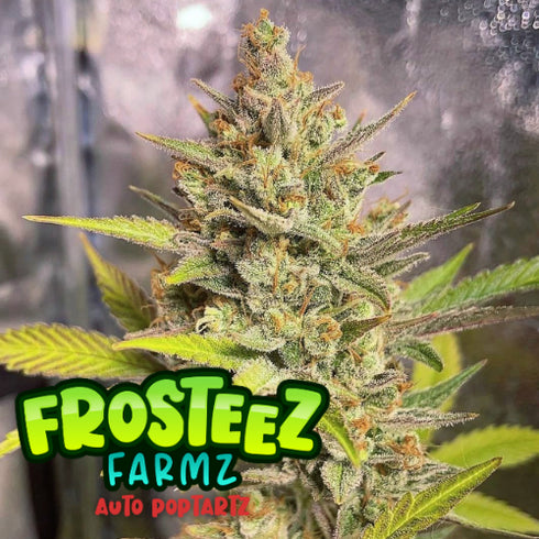 Frosteez Farmz - Auto PopTartz