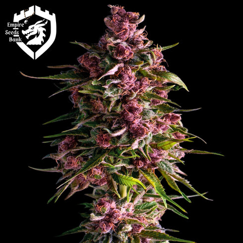 Empire Seeds - Pink Empire