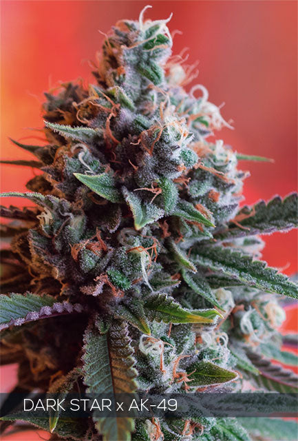 Vision Seeds - Dark Star x AK 49