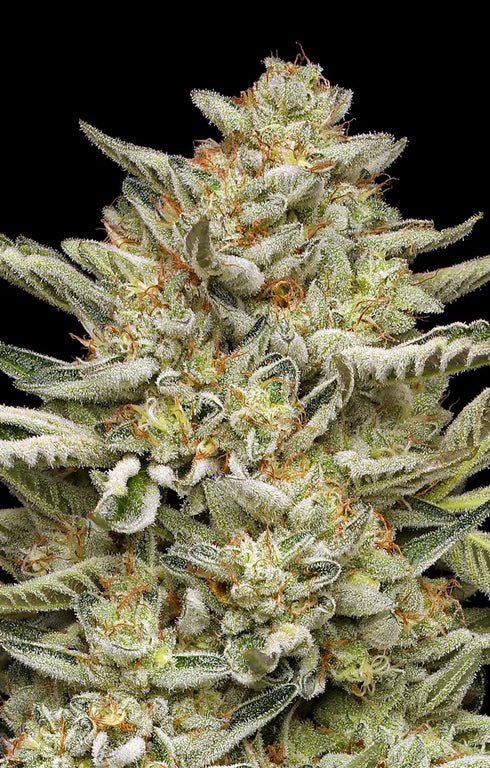 Humboldt Seed Company - OG Triploid Auto