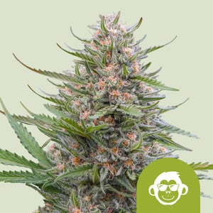 Royal Queen Seeds - Grape Ape Auto