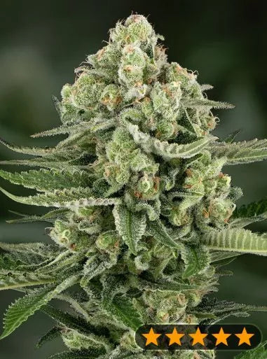 Power Strains - 5 Star Apple Fritter