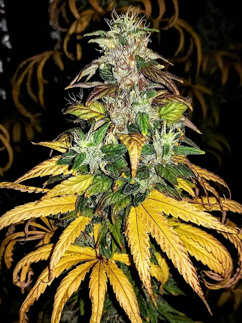 Critical Mass Collective - Auto Monolith Mass