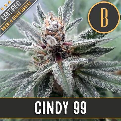 Blimburn Seeds - Cindy 99