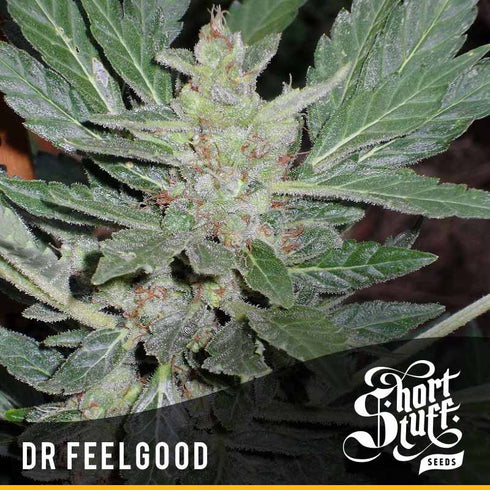 Short Stuff - Dr Feelgood