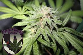 Purple Caper Seeds - Purple Punch BX