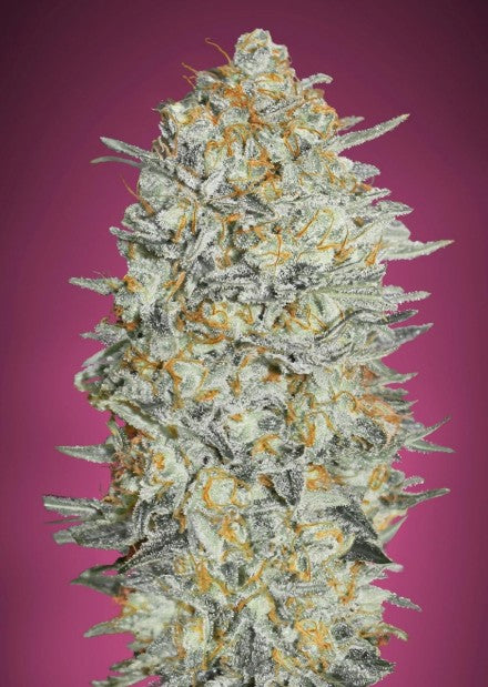 Advanced Seeds - Gelato #33